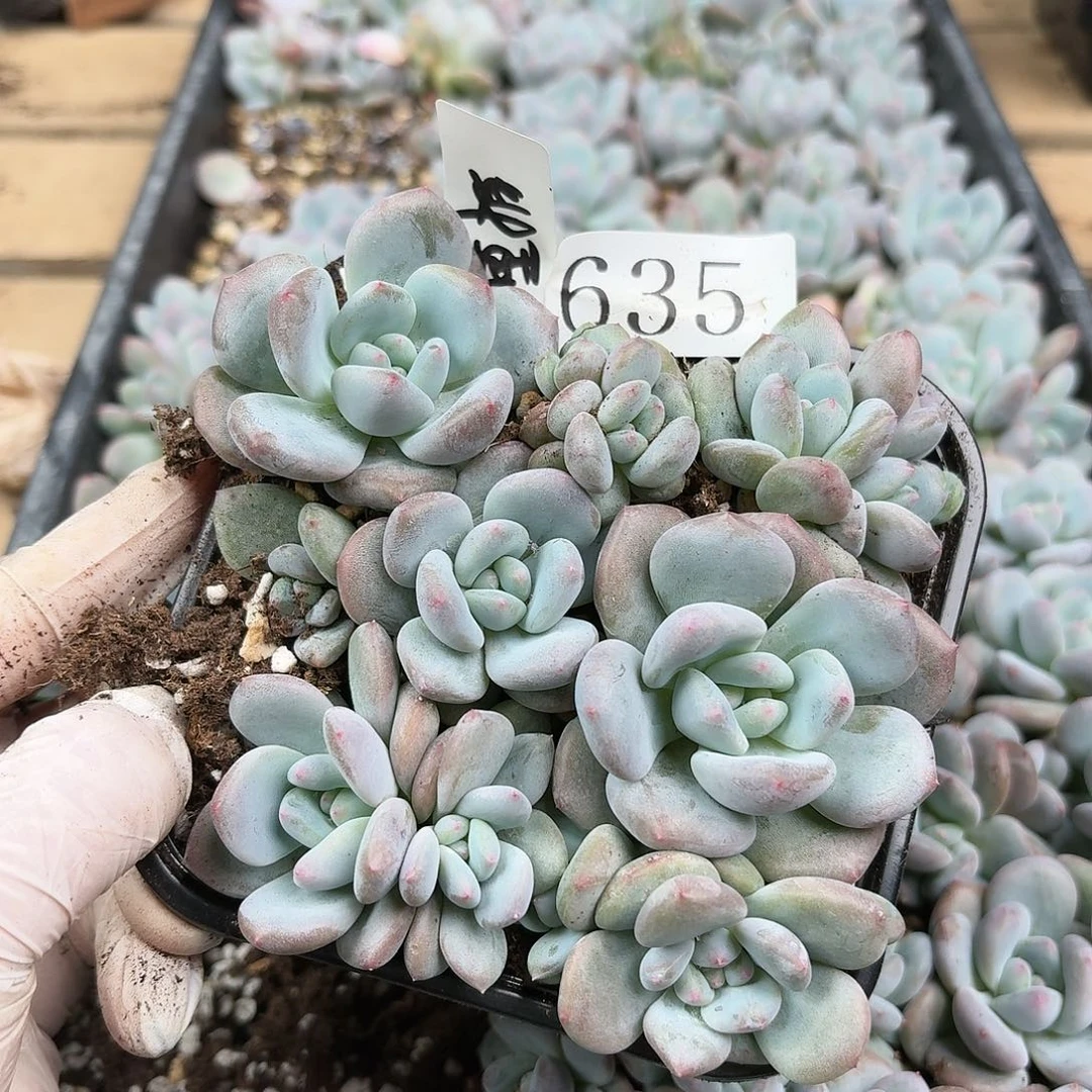 多肉植物多肉植物635量拍