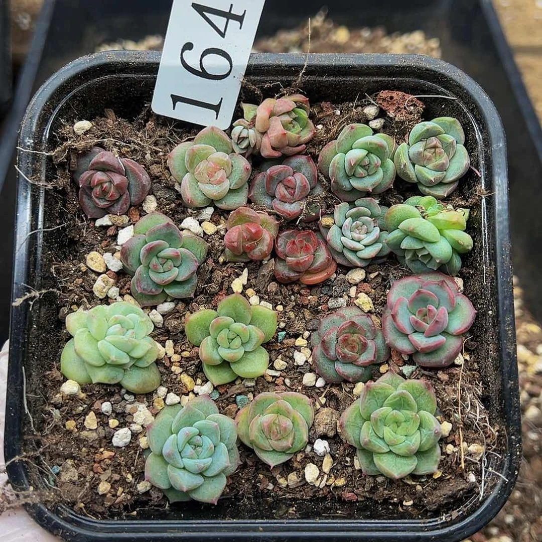 多肉植物多肉植物164