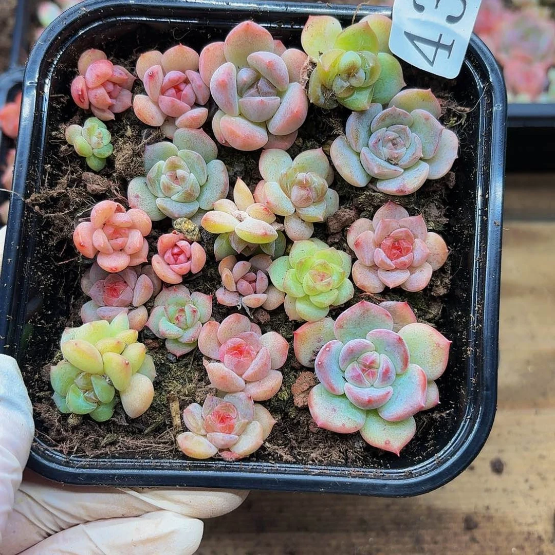 多肉植物多肉植物439