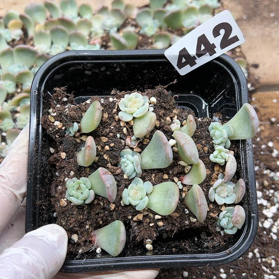 多肉植物多肉植物442