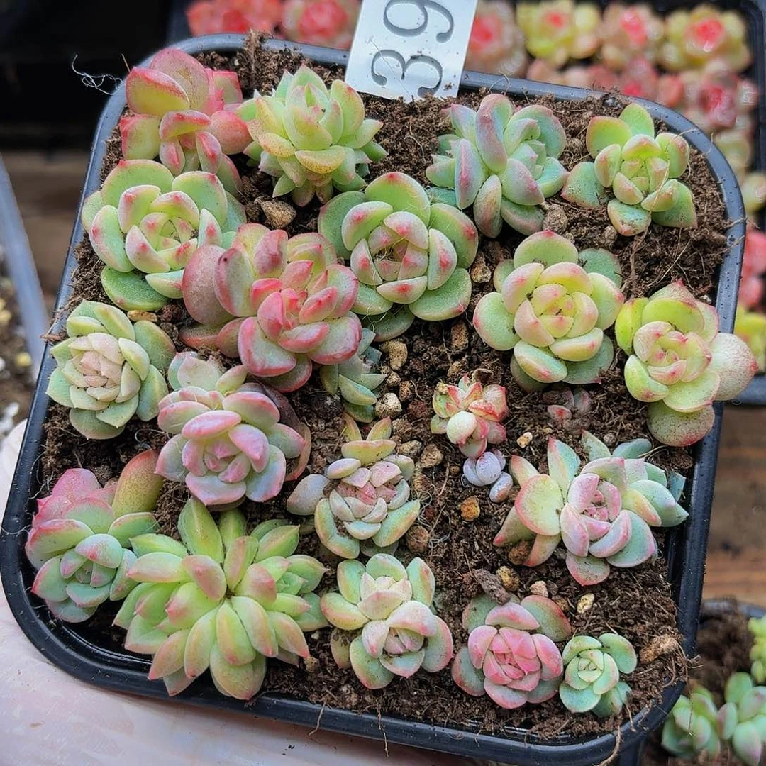 多肉植物多肉植物397