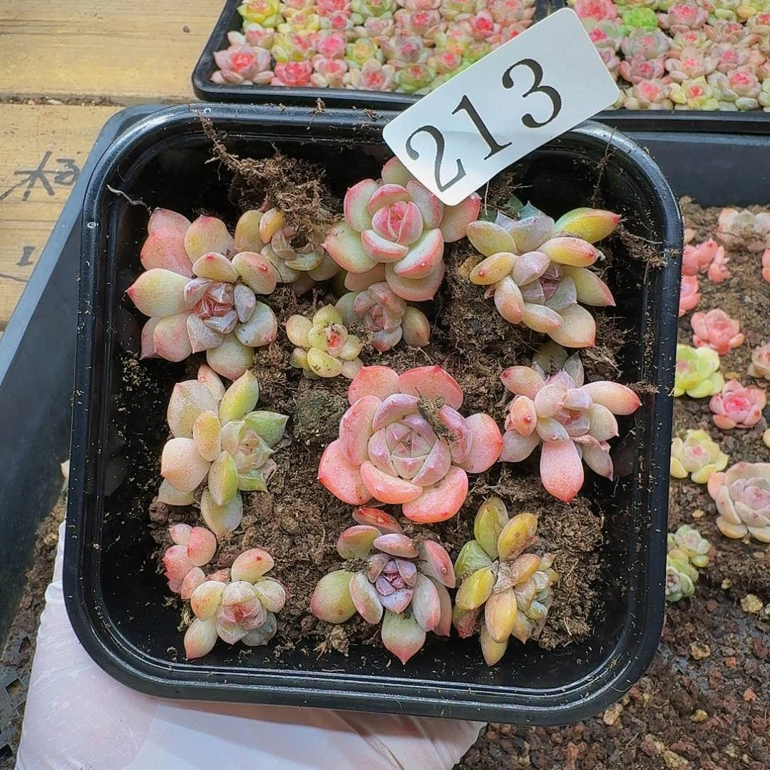 多肉植物多肉植物213