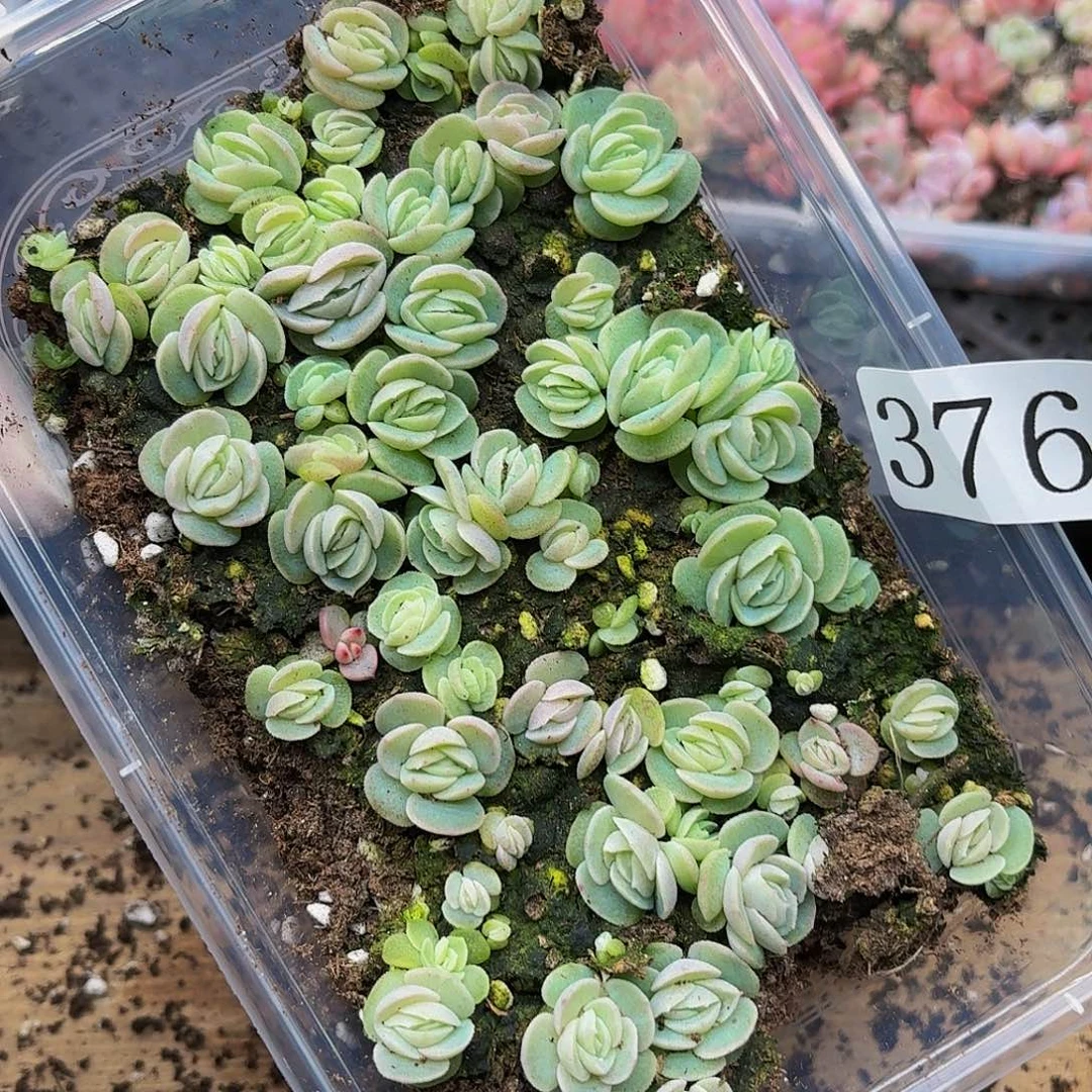 多肉植物多肉植物376