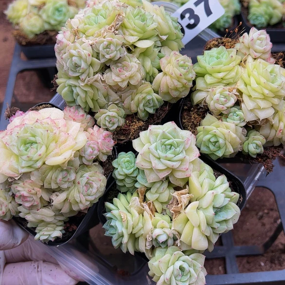 【闪购商品】多肉植物937