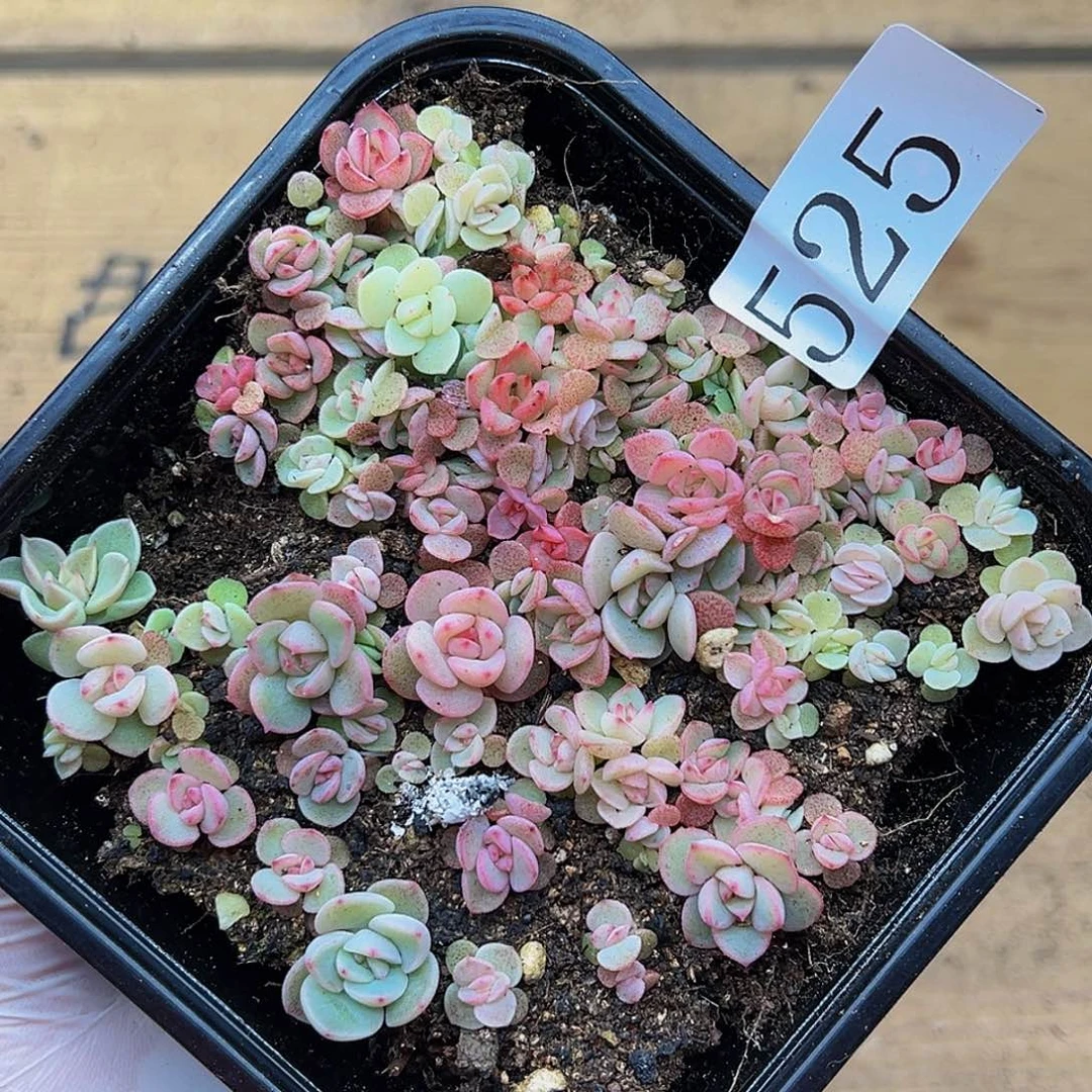 多肉植物多肉植物525