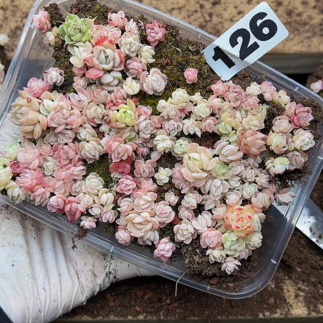 【闪购商品】多肉植物126