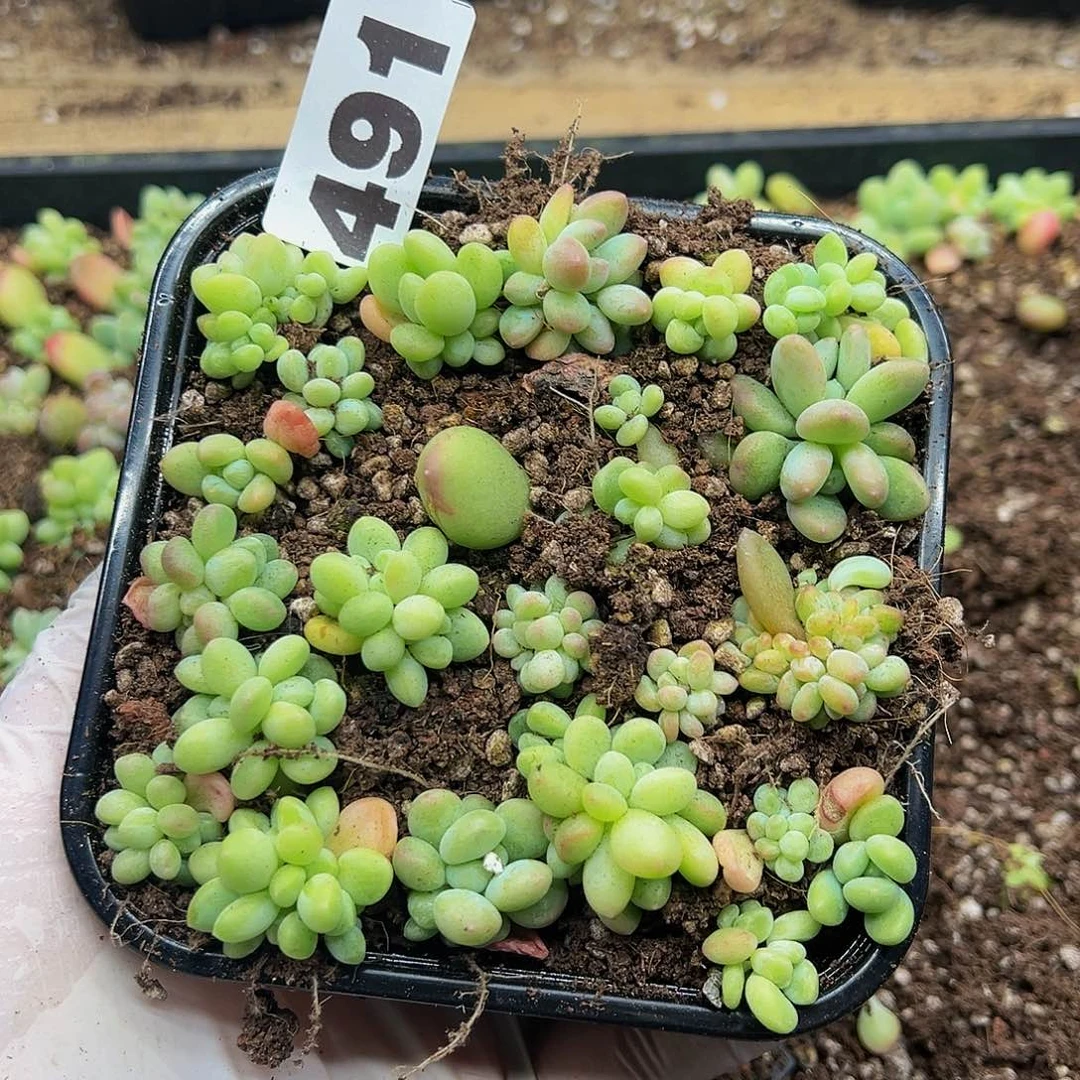 万****虑多肉植物多肉植物491