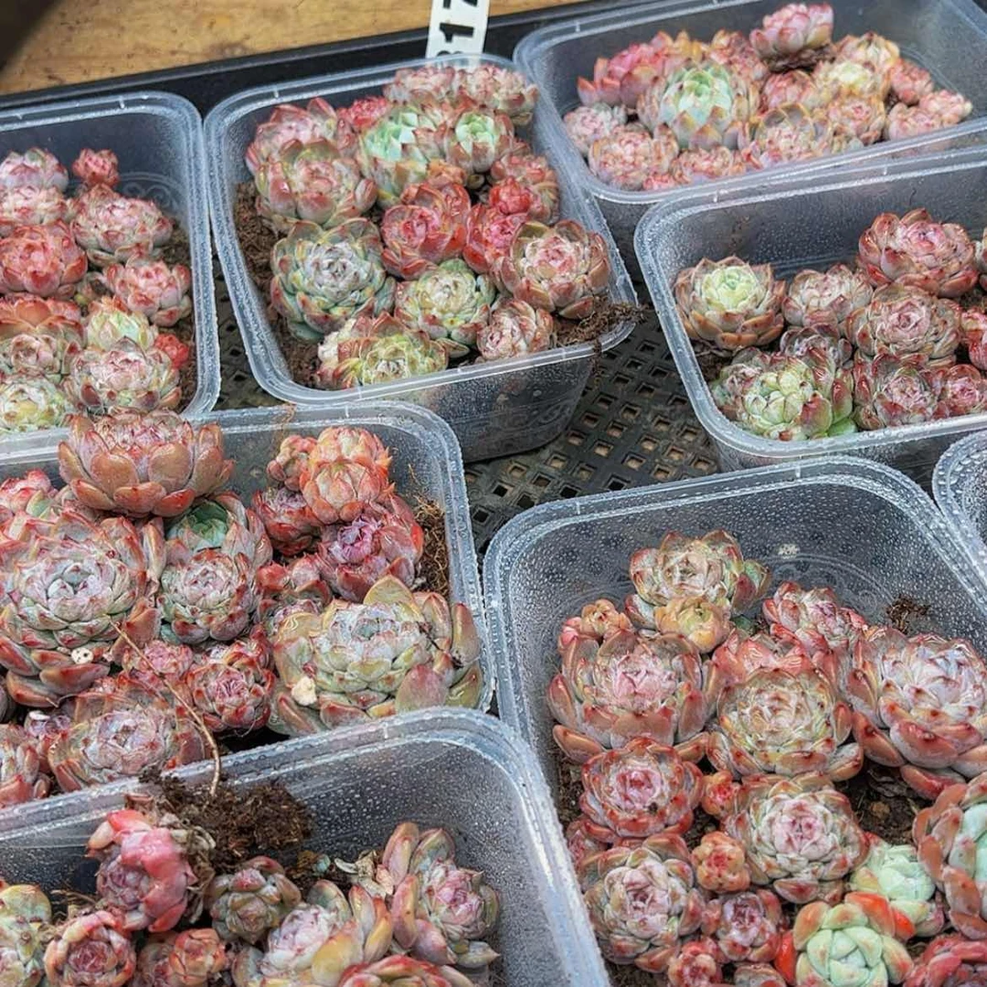 【闪购商品】317量拍