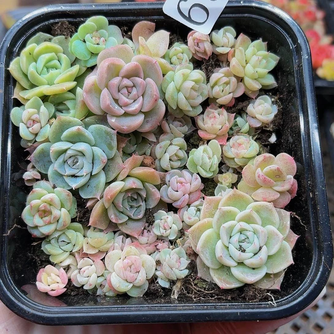 多肉植物多肉植物654