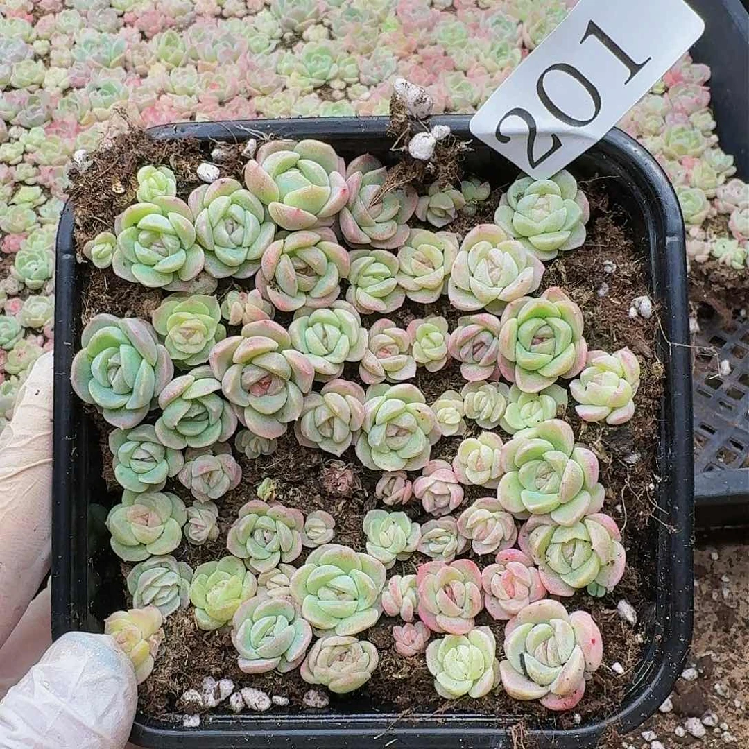 多肉植物多肉植物201