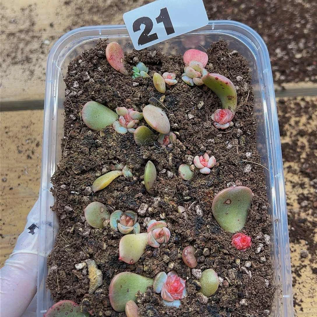 多肉植物多肉植物21