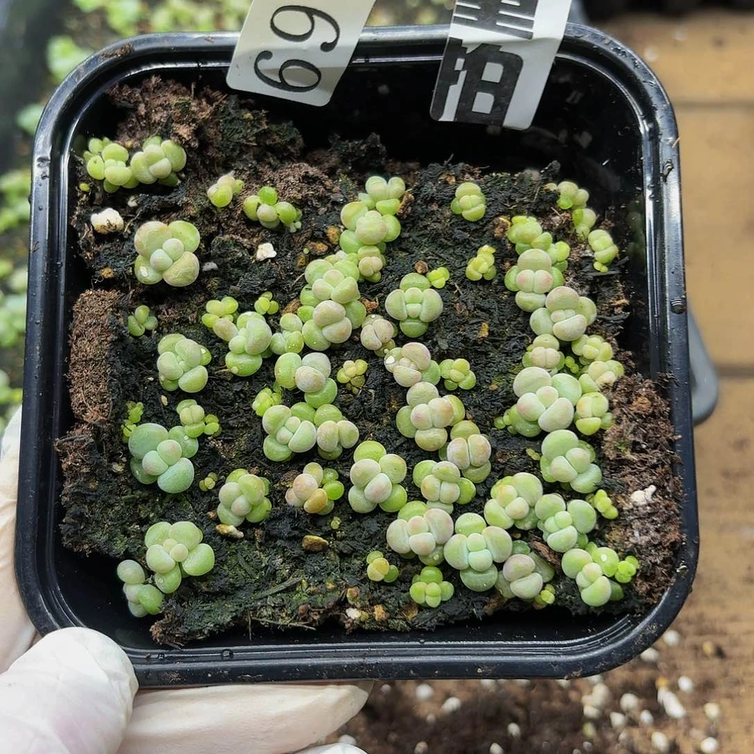多肉植物多肉植物697量拍