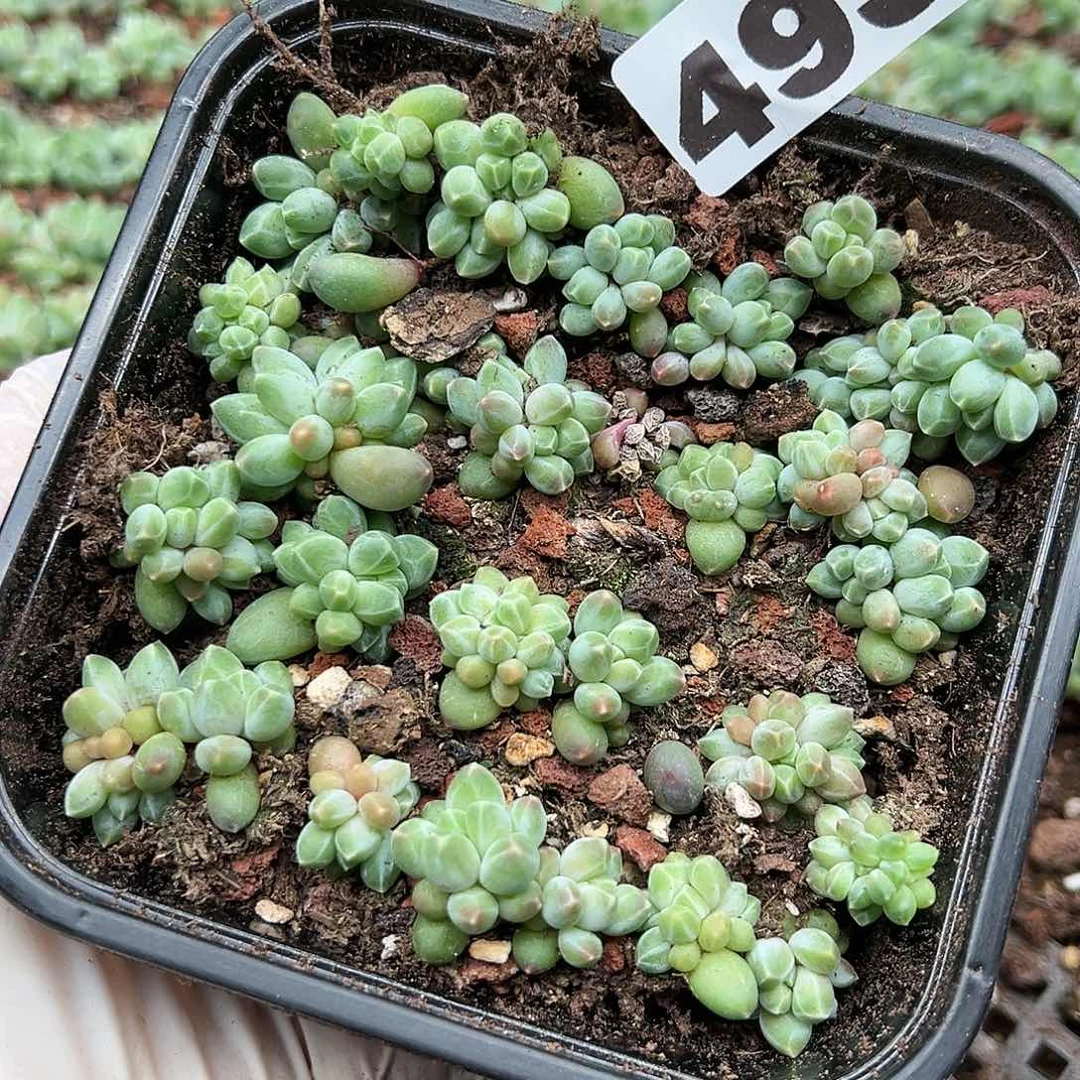 多肉植物多肉植物493