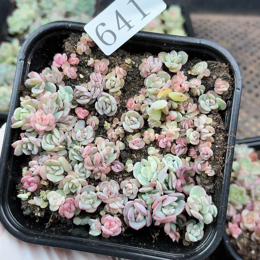 多肉植物多肉植物641