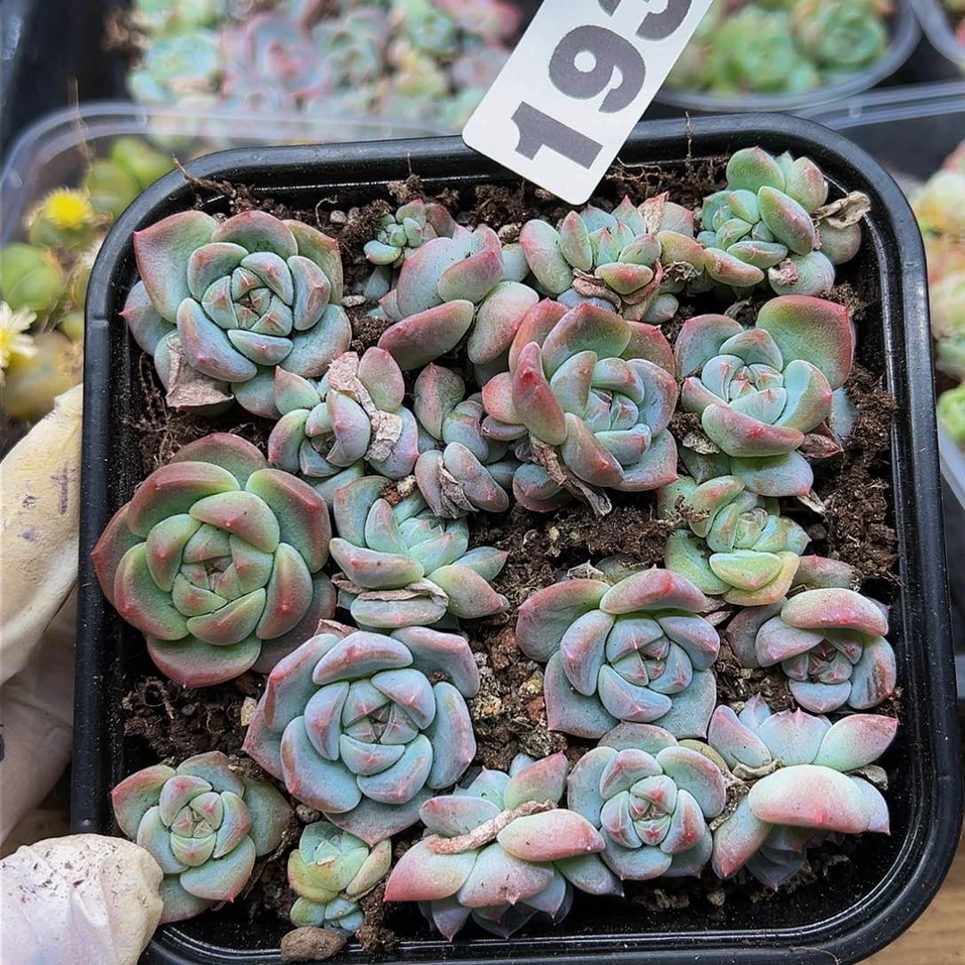 多肉植物多肉植物193