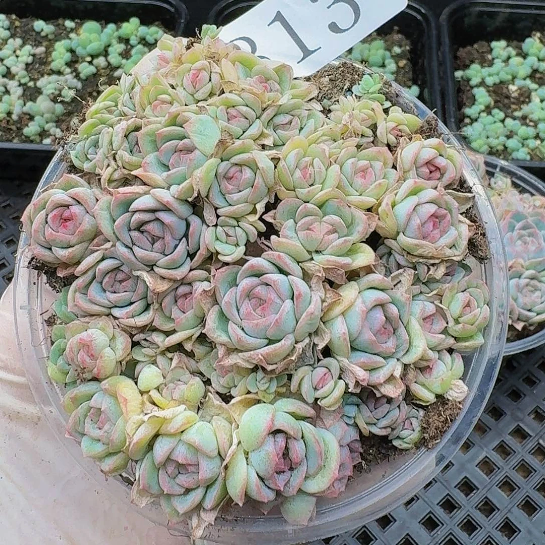 多肉植物多肉植物813