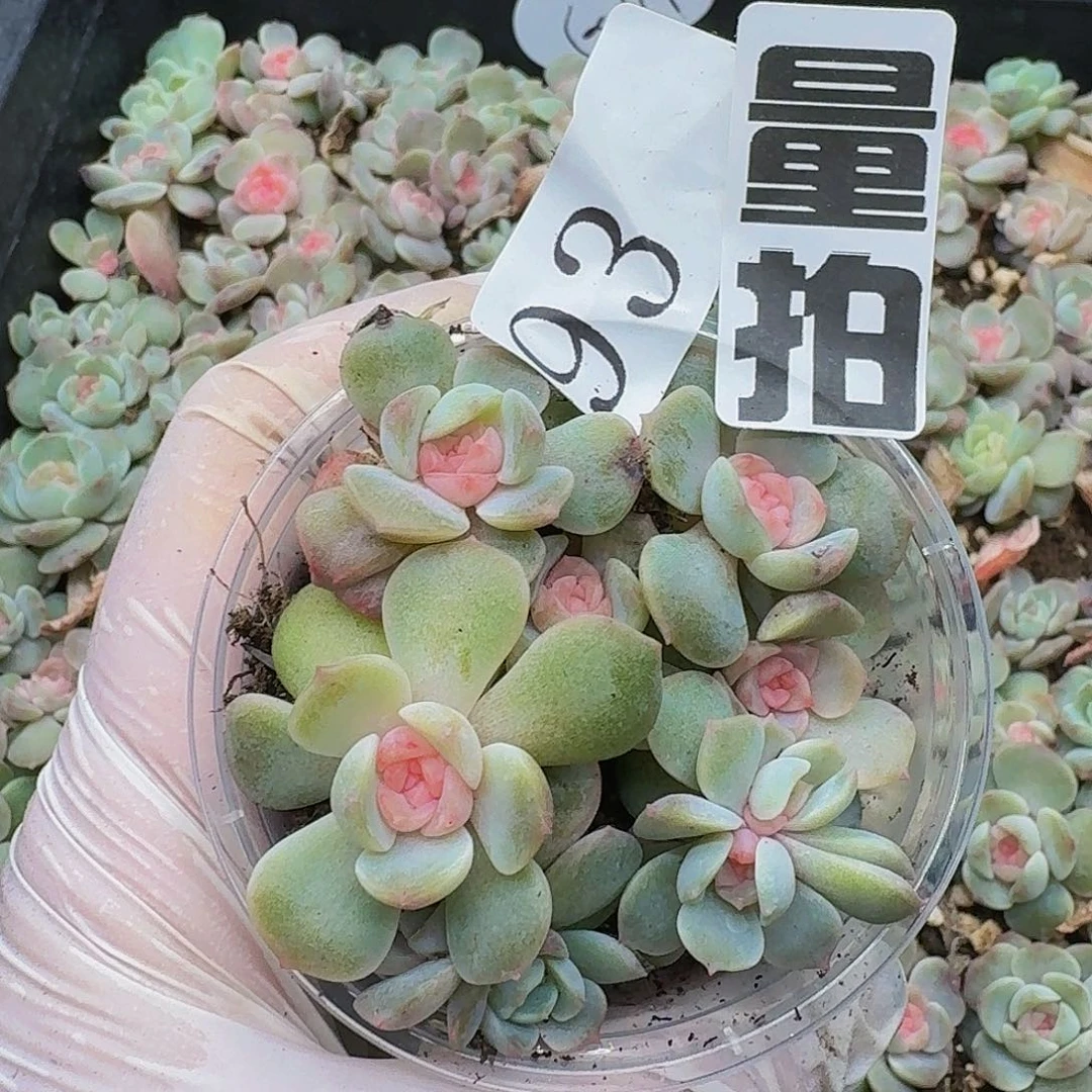 多肉植物多肉植物93量拍