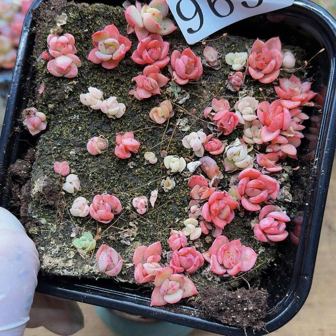 多肉植物多肉植物965