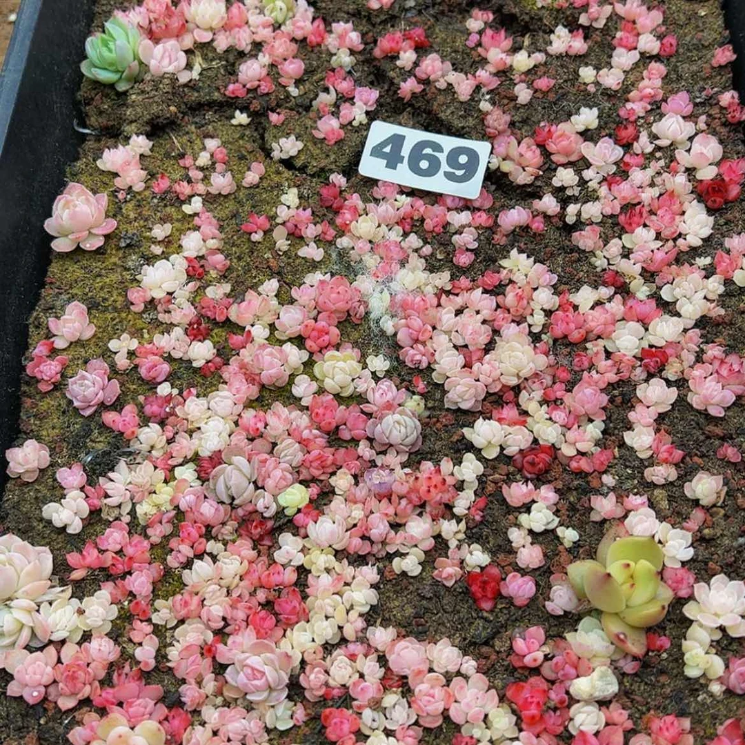 【闪购商品】大*亮多肉植物469