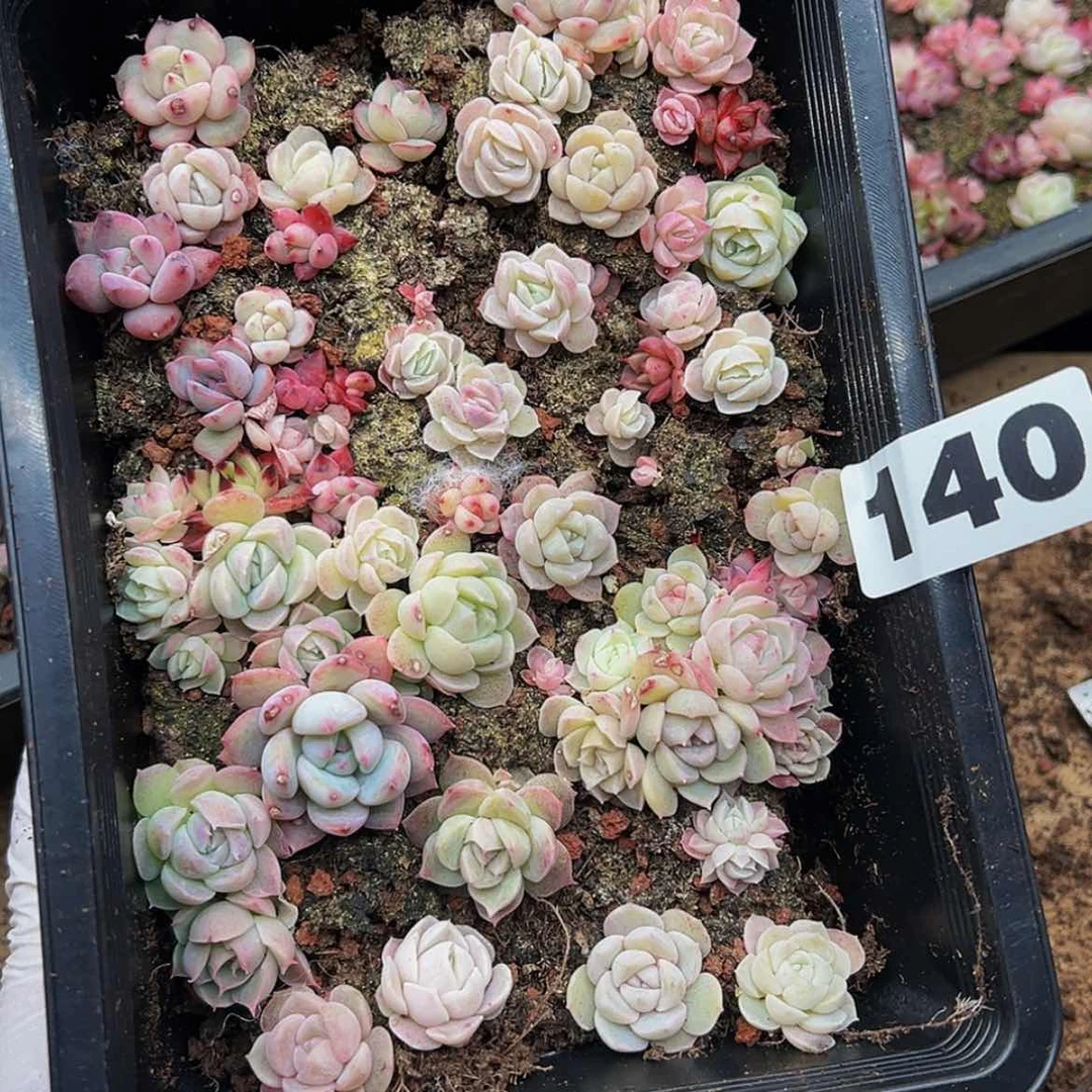 【闪购商品】多肉植物140