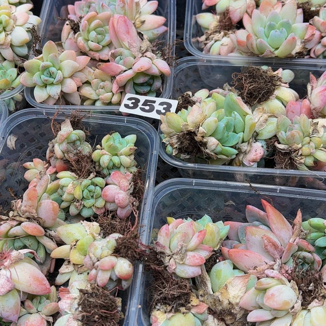 【闪购商品】353量拍