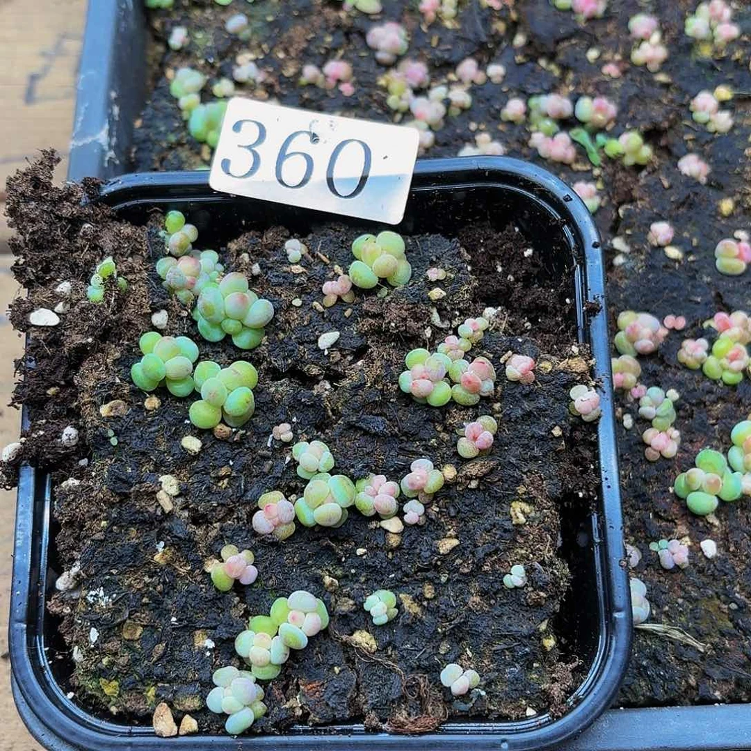 多肉植物多肉植物360