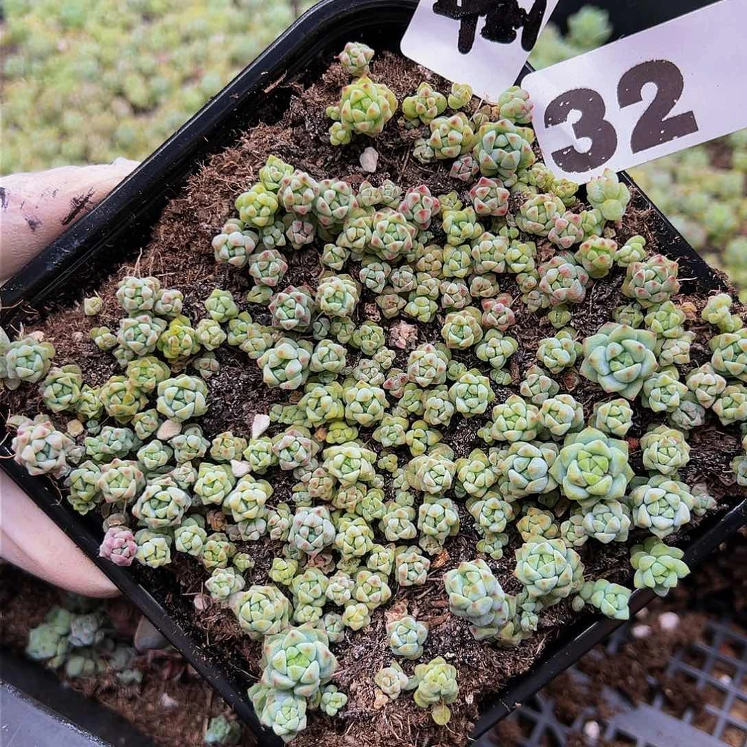 多肉植物多肉植物32量拍