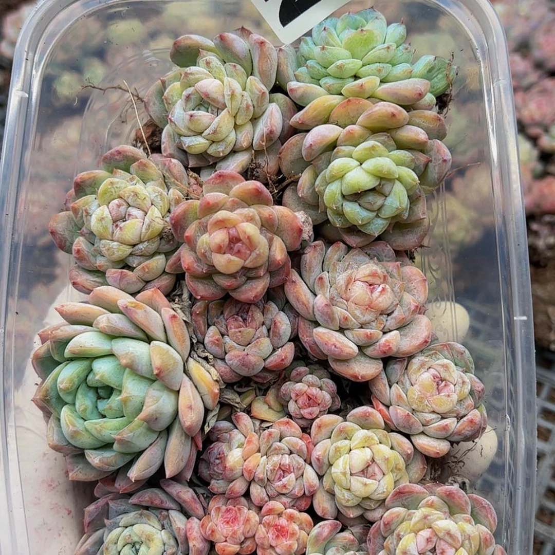 【闪购商品】多肉植物271