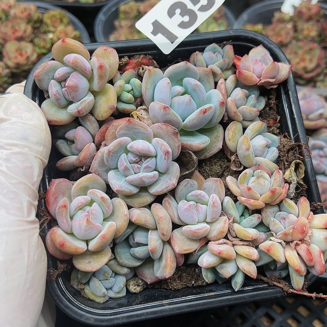 多肉植物多肉植物135