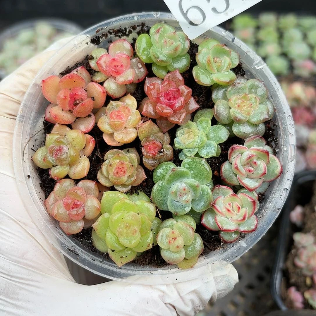 多肉植物多肉植物651