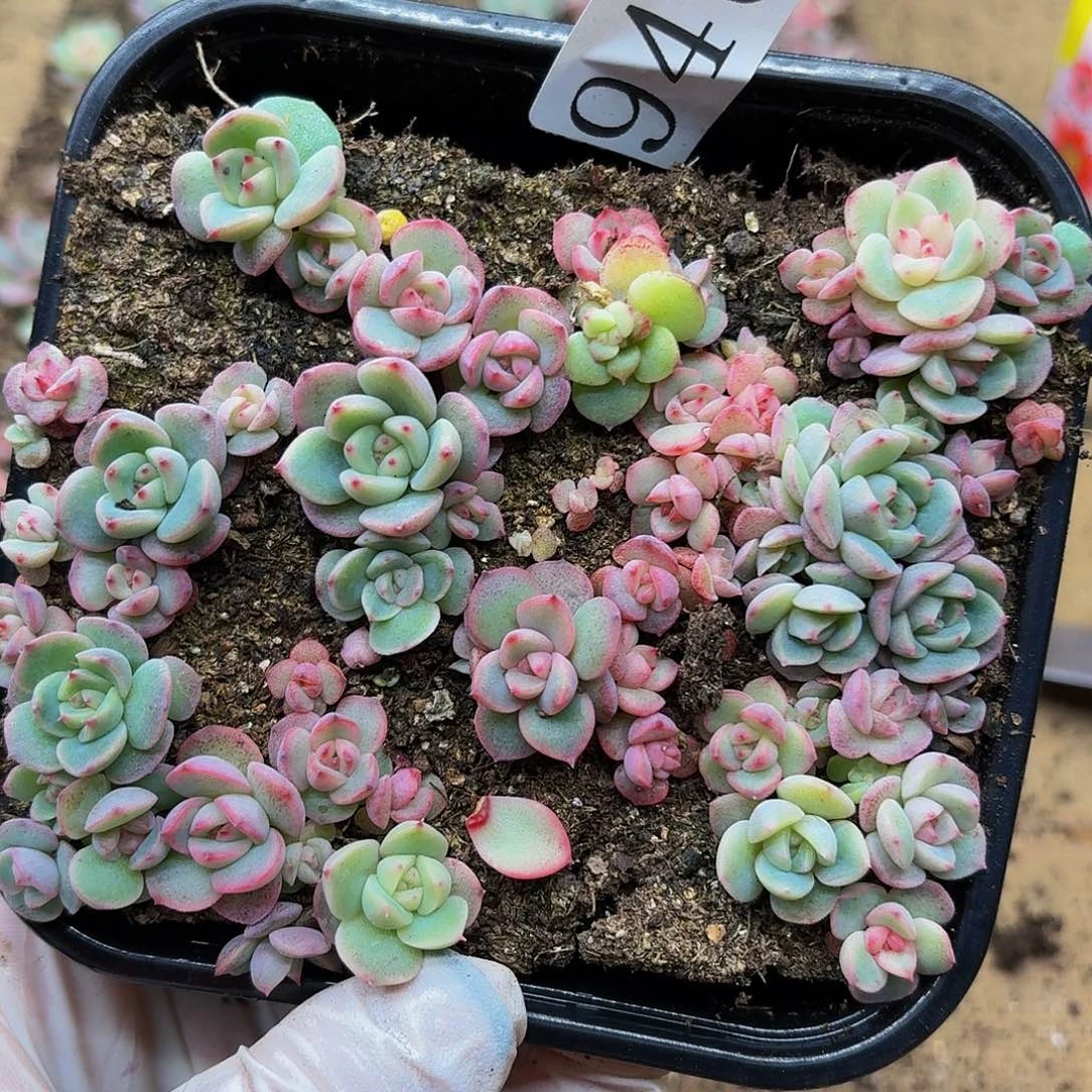 多肉植物多肉植物946