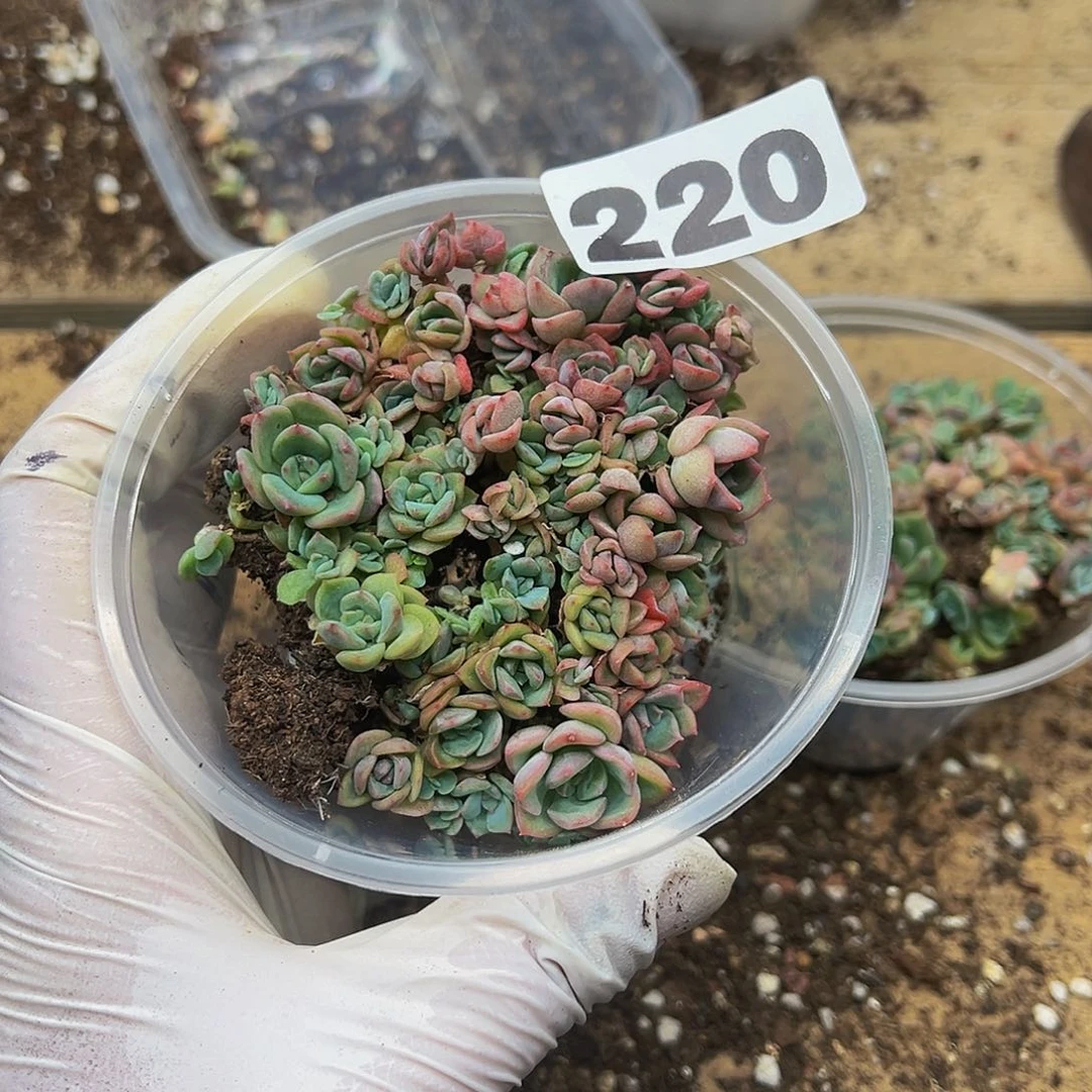 多肉植物多肉植物220