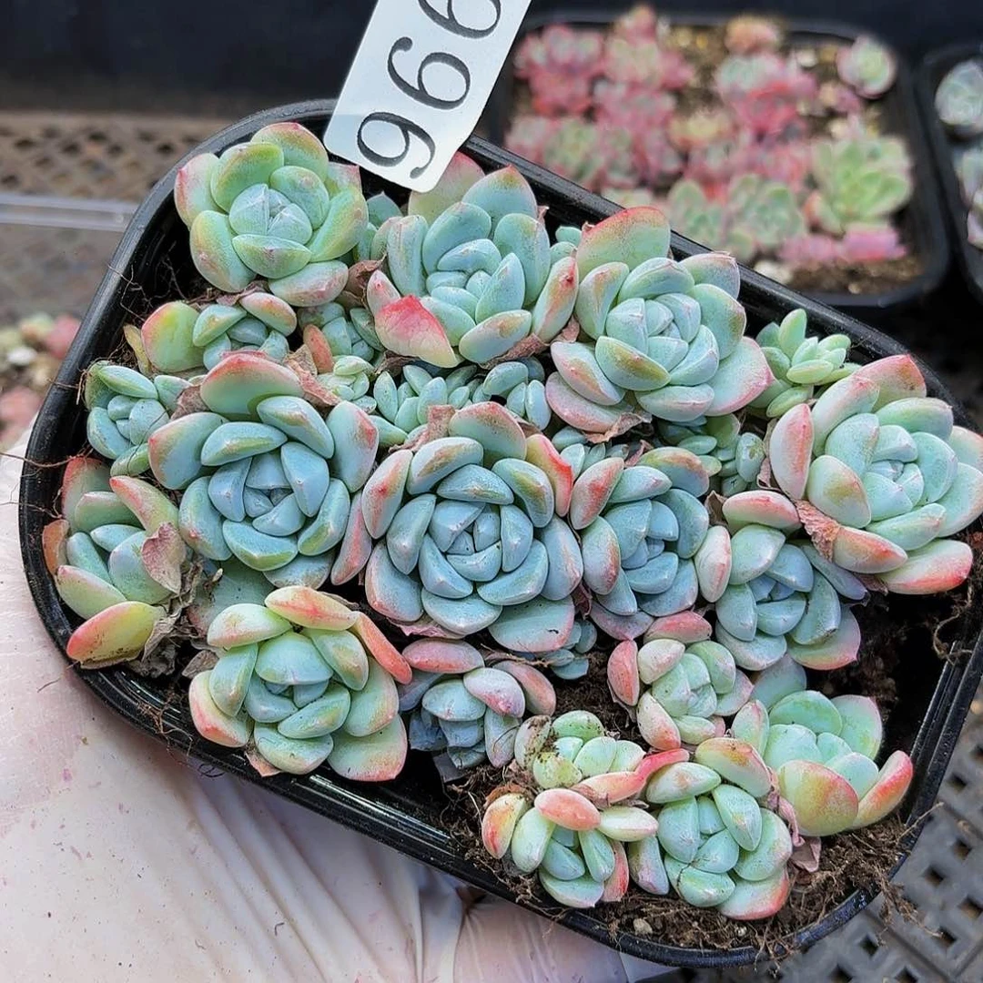 多肉植物多肉植物966