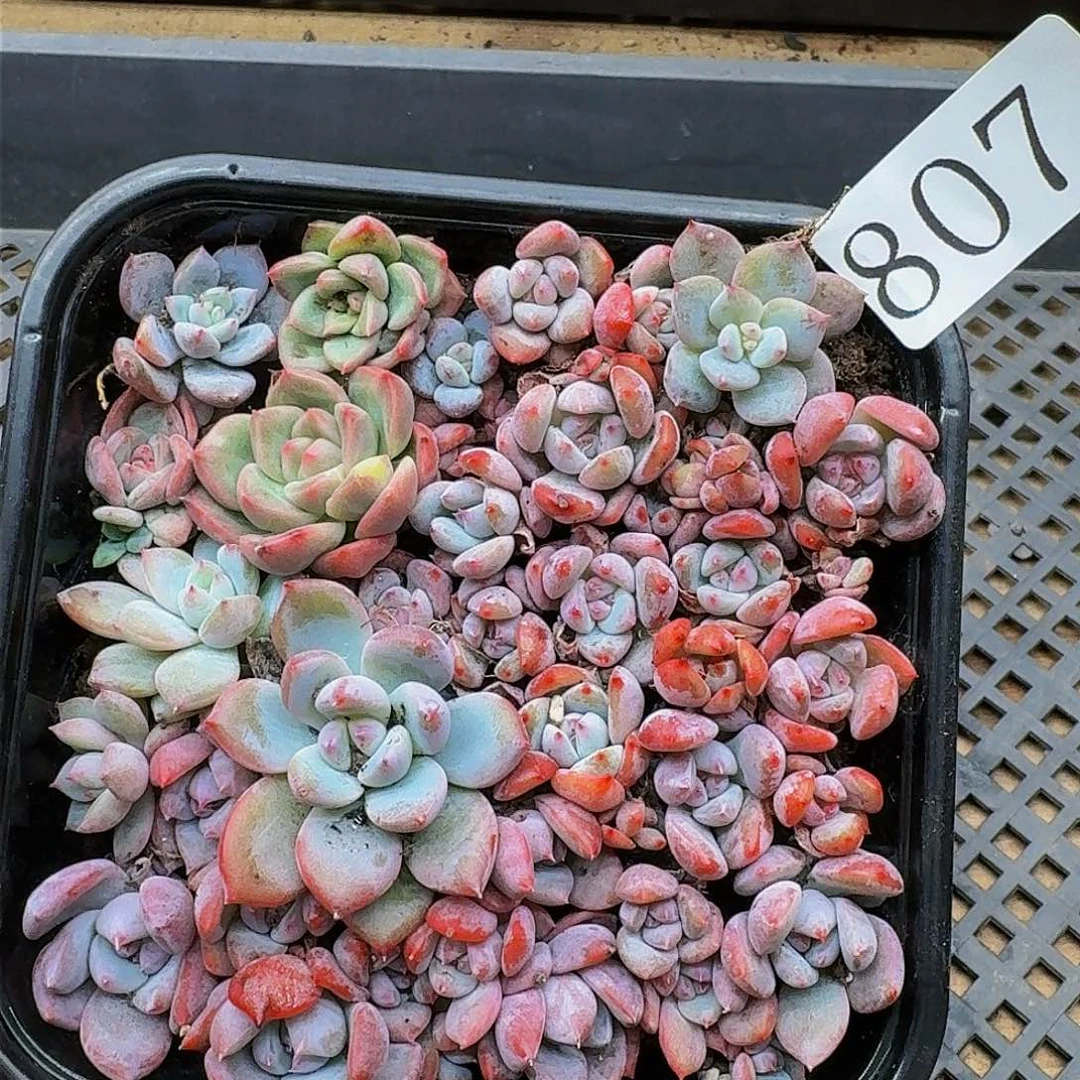 多肉植物多肉植物807