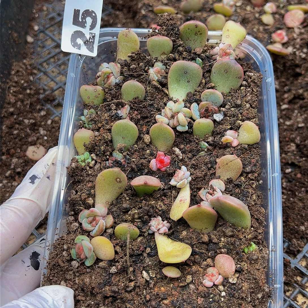 多肉植物多肉植物25
