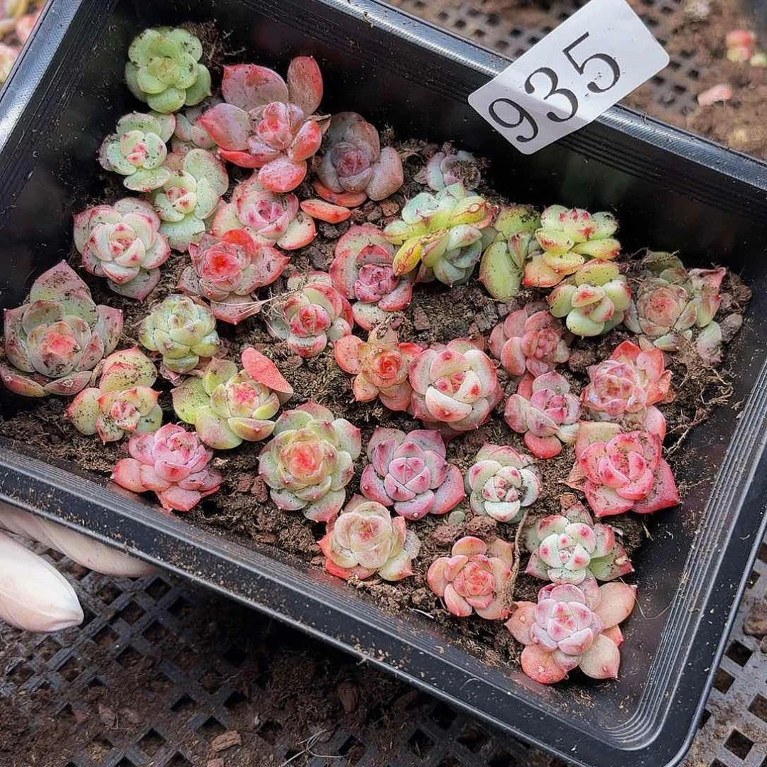萌****心多肉植物多肉植物935