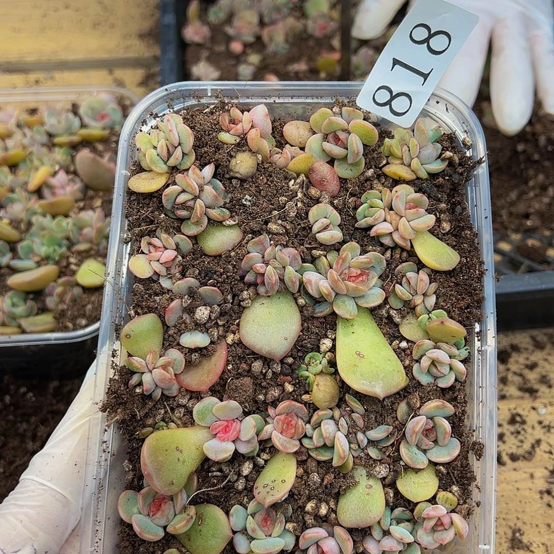 多肉植物多肉植物818