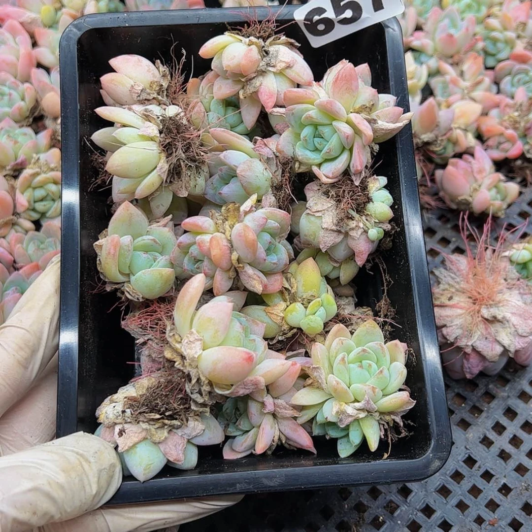 【闪购商品】657量拍