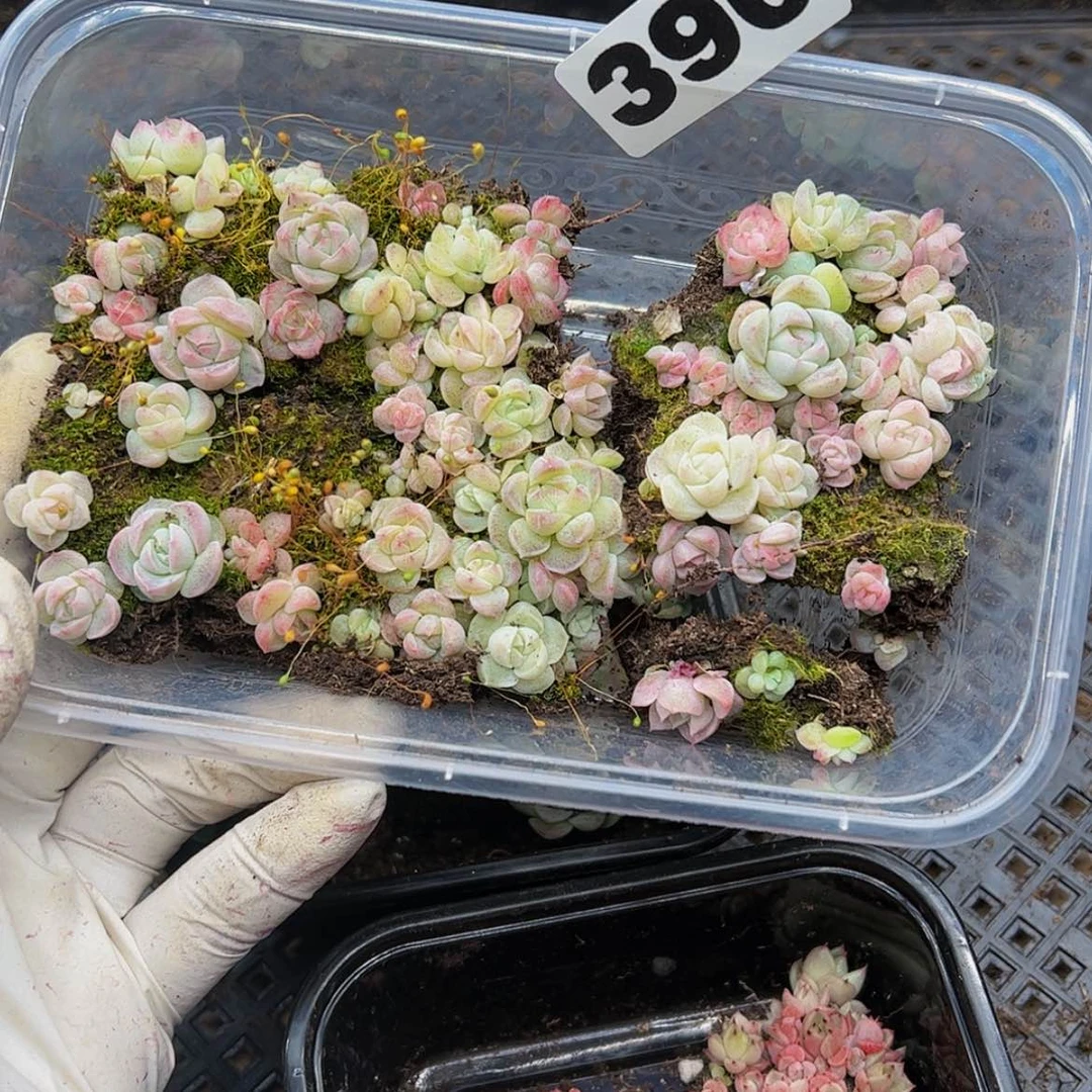 【闪购商品】多肉植物390