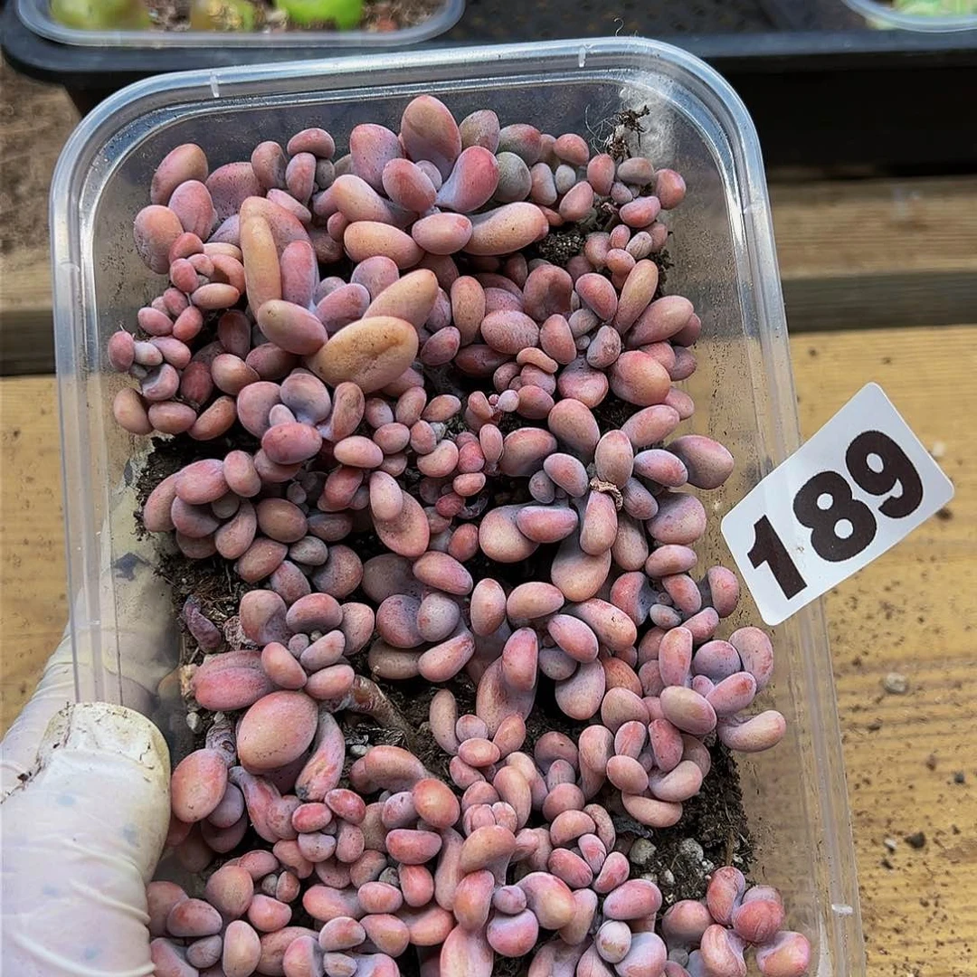 多肉植物多肉植物189