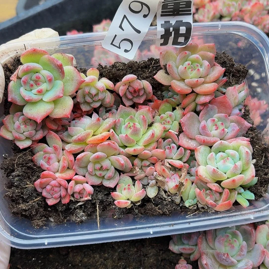 子**嫲多肉植物多肉植物579量拍