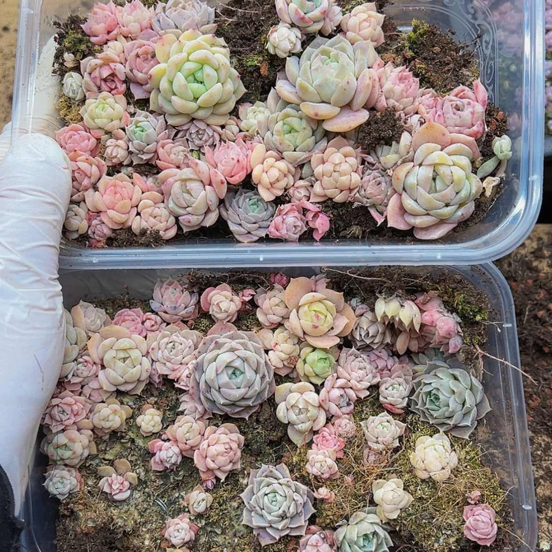 【闪购商品】多肉植物81