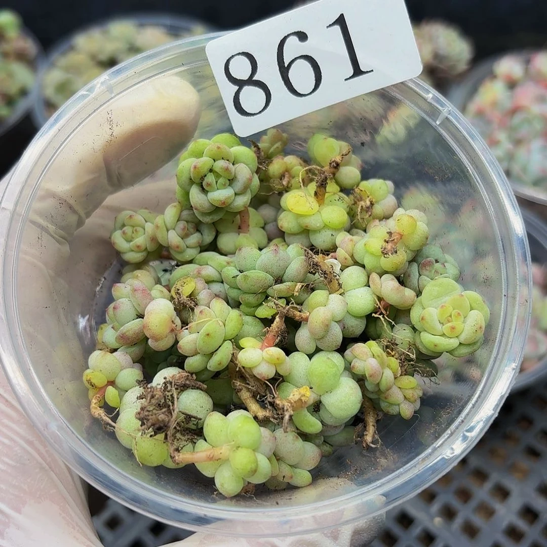 多肉植物多肉植物861