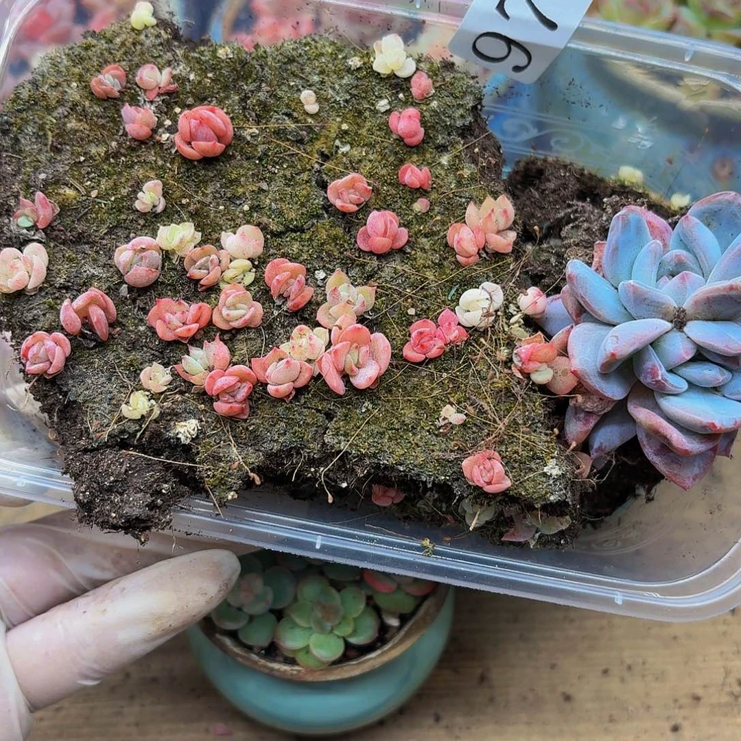 多肉植物多肉植物978