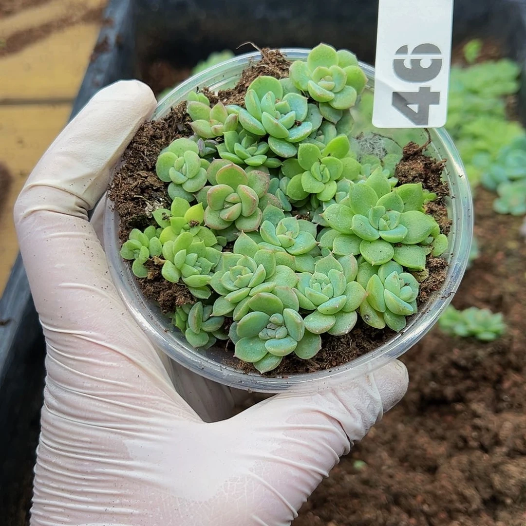 多肉植物多肉植物46