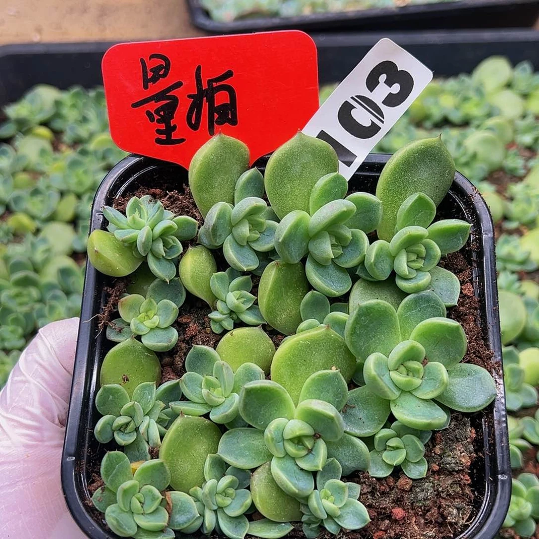 多肉植物多肉植物103量拍