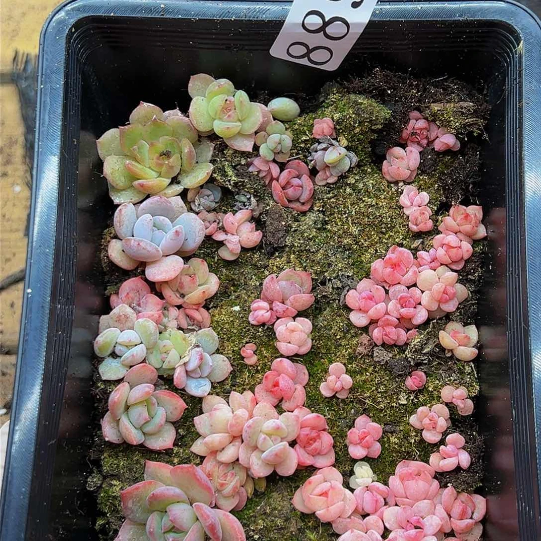 多肉植物多肉植物889