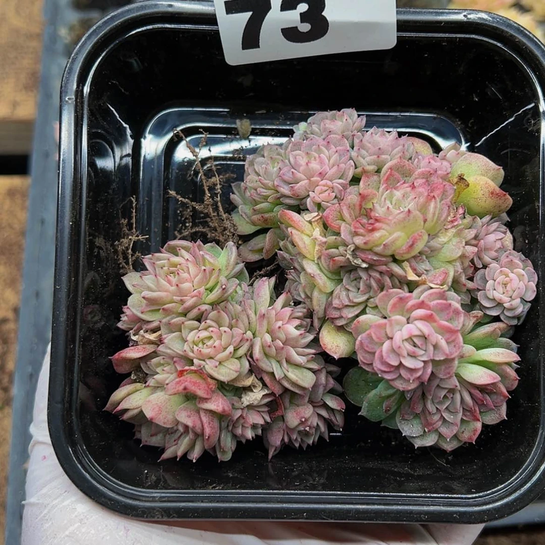 【闪购商品】多肉植物73