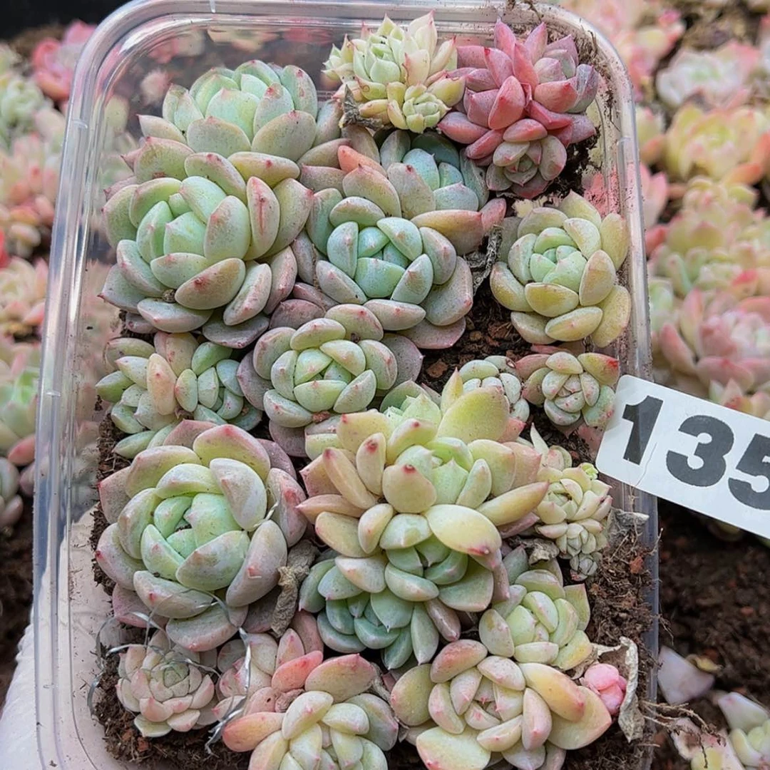 【闪购商品】多肉植物135