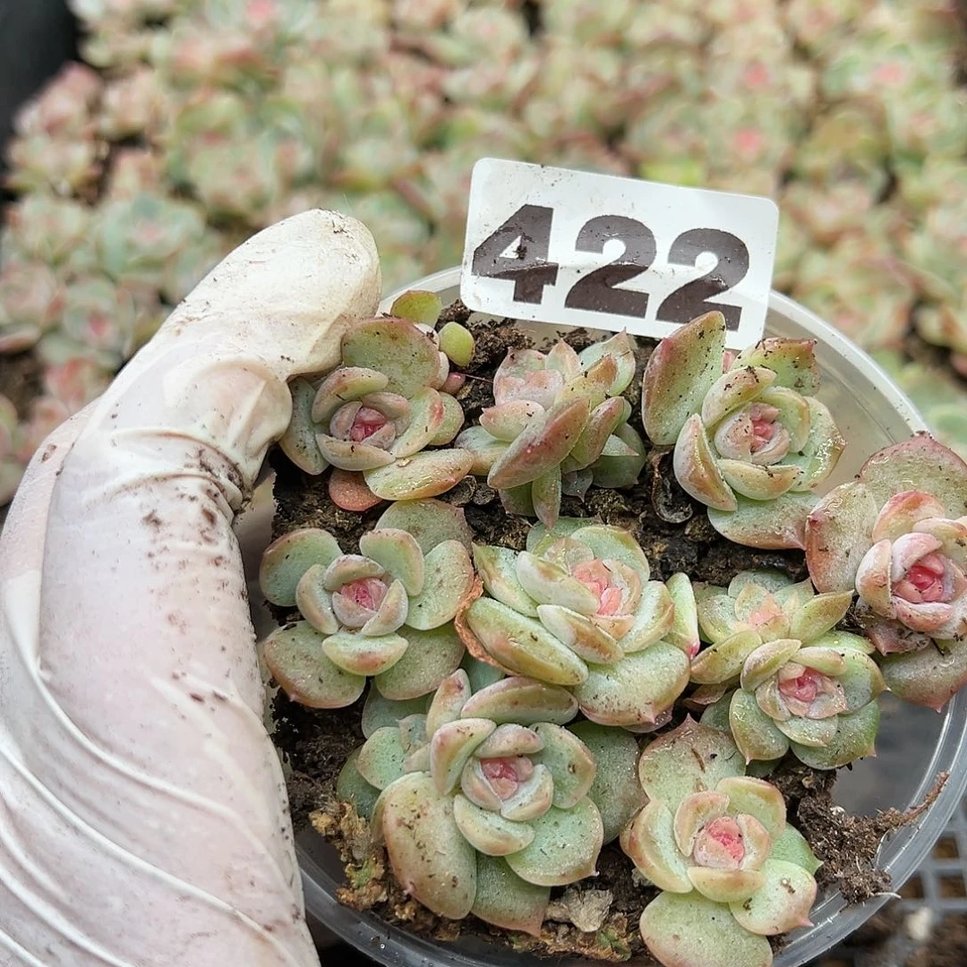 多肉植物多肉植物422